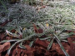 Image result for Dymondia margaretae