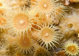 Image result for co_to_za_zoantharia