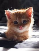Image result for Cute Kitten Smiling