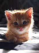 Image result for Cute Baby Kitten Face