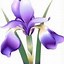 Image result for Purple Iris Clip Art