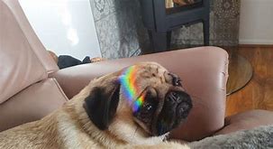 Image result for Rainbow Pug