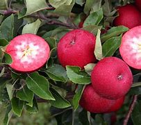 Image result for Red Love Apple Tree