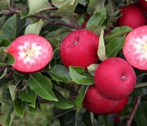 Image result for Red Flesh Apple Trees
