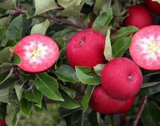 Image result for love apples variety