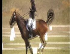 Image result for Crazy Bucking Horse