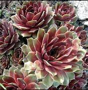 Image result for Sempervivum Zundflamme