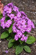 Image result for Phlox Lilac Flame (Paniculata-Group)