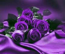 Image result for Purple Rose Love