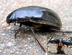 Image result for Hydrochous Apodidae