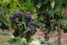 Image result for Dark Purple Grapes