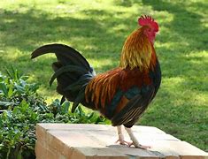 Image result for Coq Lala