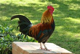 Image result for Le Coq Du Courtis