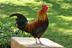 Image result for Du Coq