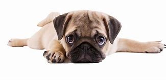 Image result for Happy Birthday Pug Funny