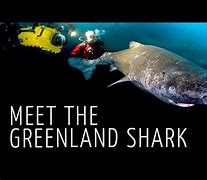 Image result for Greenland Shark Loch Ness