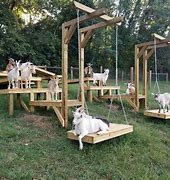 Image result for Goats and Gumdrops