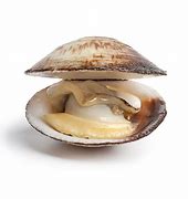 Image result for clam