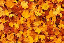 Image result for Red Maple Leaf Canada