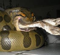 Image result for Green Anaconda Attack