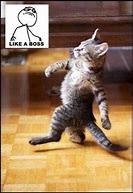 Image result for Cat Meme Walking Away Like a Boss