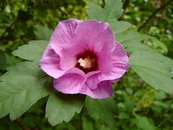 Image result for Hibiscus syriacus Melwhite