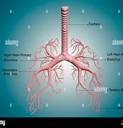 Image result for Difference Between Bronchi and Bronchioles