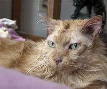 Image result for Small Cell Lymphoma in Cats