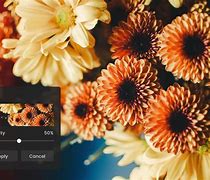 Image result for Online Photo Filters