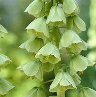 Image result for Fritillaria persica Ivory Bells