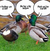 Image result for Peking Duck Meme