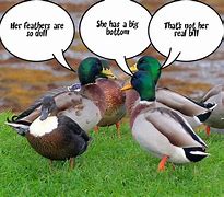 Image result for Duck Meme Stickers