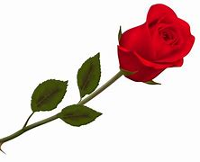 Image result for Fancy Black and Red Rose Wallpaper