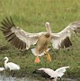 Image result for Molting Pelican