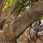 Image result for Safari Vacation