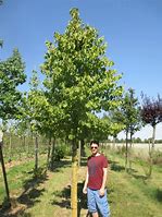 Image result for corylus_colurna