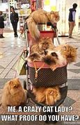 Image result for Lonely Cat Lady Meme