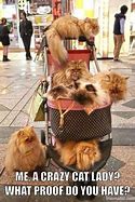 Image result for Funny Crazy Cat Lady Memes