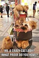 Image result for Cat Lady Memes Funny