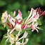 Image result for Lonicera periclymenum belgica