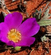 Image result for Beautiful Desert Plants