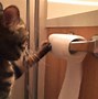 Image result for Using Cat as Toilet Paper Meme