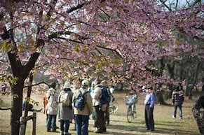 Image result for Yoyogi Park in April