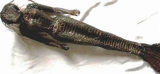 Image result for Mermaid Mummy