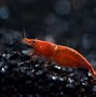 Image result for Rust Disease Amano Shrimp