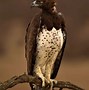 Image result for Largest Eagle Species in the World