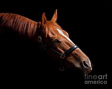 Image result for Thoroughbred Horse Black Portrait