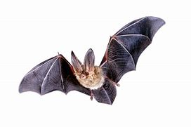 Image result for Vintage Bat PNG