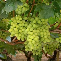 Image result for Thompson Seedless Grapes