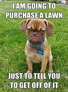 Image result for Funny Memes Grumpy Dog